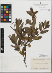 Foto von Salix myrsinifolia Salisb. x Salix phylicifolia L.